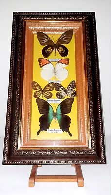 Gorgeous Vintage Indonesian Mounted Butterfly Display - Exceptionally Nice Mount • $38.98