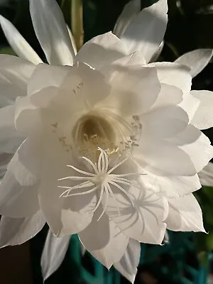 *Fresh Cuttings_Epiphyllum Oxypetalum_Queen Of The Night _ Large White Flower🌵 • $16.99