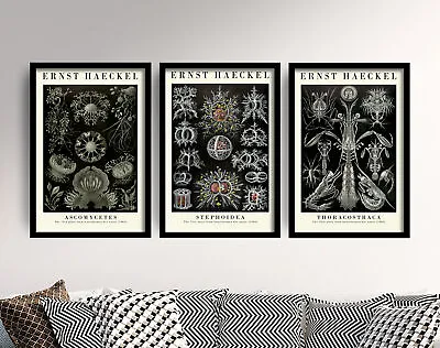 Set Of Three Black And White Ernst Haeckel Botanical Prints Posters Art Gift • $13.07