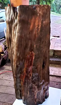 Valuable & Rare 400Yr Old Pacific Yew Tree Hollow Trunk W/Heartwood Center • $1900