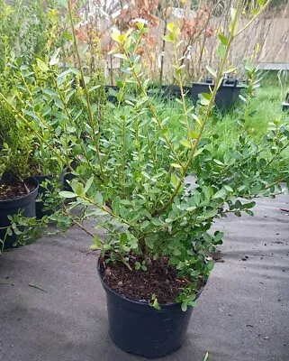 Ilex Crenata Evergreen Hedge In Pots Box Leafed Japanese Holly Hedge Plants • £69.99
