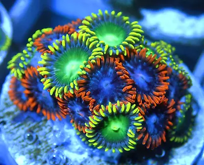 Lovely WYSIWYG Fire & Ice Mix Zoanthid Zoa Zoas Coral Frag-Marine LPS SPS • £1.20