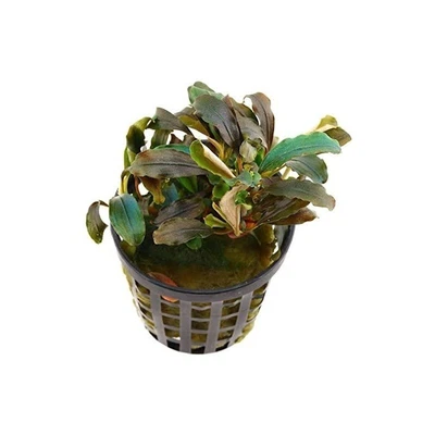 £8.99 • Buy Bucephalandra Theia Red Live Aquarium Aquatic Plants Tropical Fish Tank