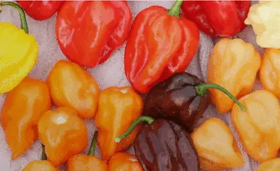 PEPPER HABANERO RAINBOW FLAMETHROWER MIX 6 VARIETIES NON-GMO Heirloom USA  • $2.89