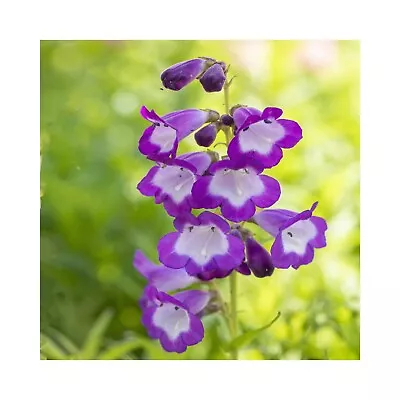 £13.99 • Buy Penstemon Purple Passion  6 Starter Plants Hardy Perennial Penstemon Beardtongue