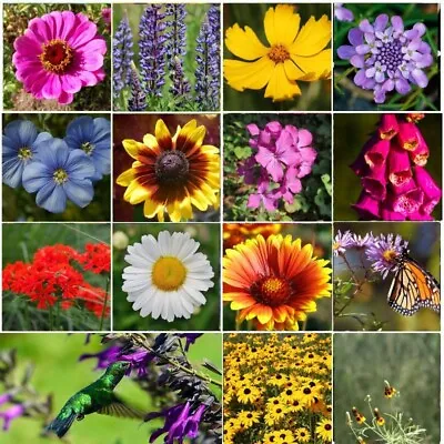 ALL PERENNIAL Wild Flower Mix.  Pollinator Food Garden Heirloom 1200+ Seeds • $3.97