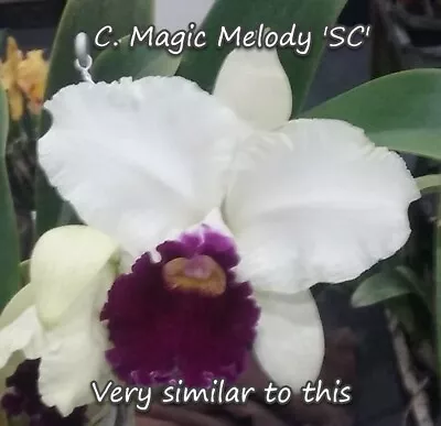 Orchid Plant 447. Cattleya Magic Melody 'Southern Cross' Nice Mericlone In 100mm • $30