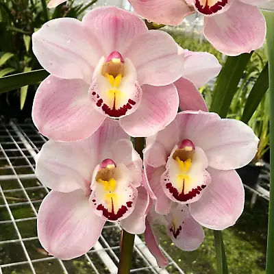 $27 • Buy Cymbidium Orchid Barrita Patriot 'Dianne' In A 125mm Pot.