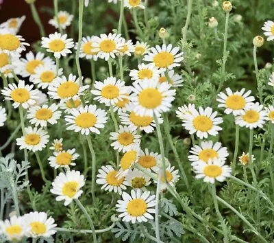 2000++ German Chamomile Seeds Herb Medicinal Fragrant Groundcover ANNUAL USA • $1.99