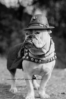 1925 First Marine Corps Mascot Dog PHOTO Sgt Major Jiggs Bulldog USMC WWI  • $5.48