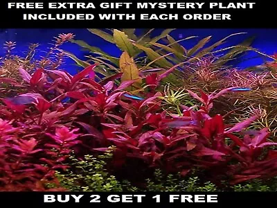 Alternanthera Reineckii Bunch Scarlet Temple Live Aquarium Plants BUY2GET1FREE • $8.70