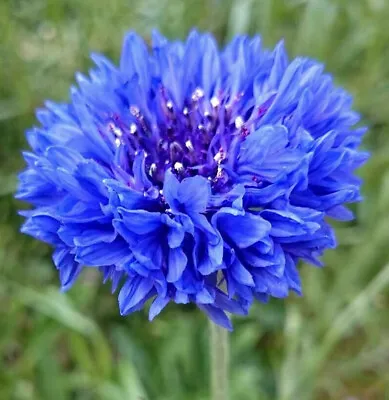 Blue Tall Bachelor Button Seeds | Blue Cornflower Edible Wild Flower Seed 2024 • £3.17