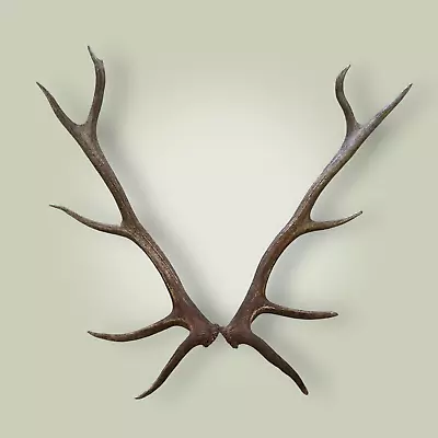 Naturally Shed Elk Antler Matched Set  5x5  Grade A 40  Long Main-beams HEAVY ! • $445.50