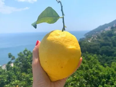 Italian Lemon 🍋 10 Seeds Organic Non GMO Pesticide Free Fruit Tree VERY RARE!! • $20