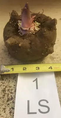 1 Lb 1 Oz Amorphophallus Konjac  Leo Song  4.0 Inch Bulb Tuber Corm Voodoo Lily • $35