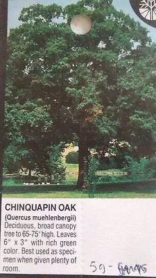 Chinquapin Oak Tree 4'-6' Healthy Live Shade Trees Plants Home Landscape Plant • $99.95