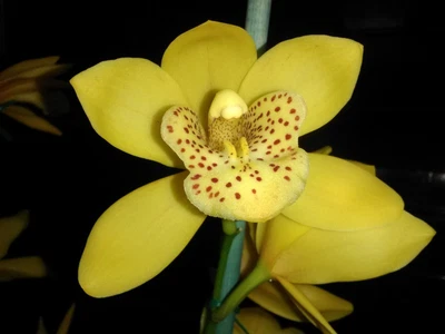 $0.99 • Buy Cymbidium Orchid - 'Golden Elf' - Single Spike - 14cm Diam Pot