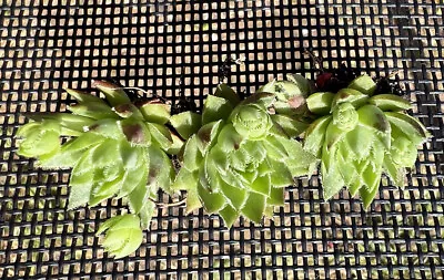 3 X Hardy Succulents Sempervivum Jovibarba  Globiferum Baby Plants。 • £3.99