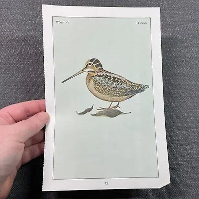 Vintage Bird Print Illustration Of A Woodcock Book Page Art • $10