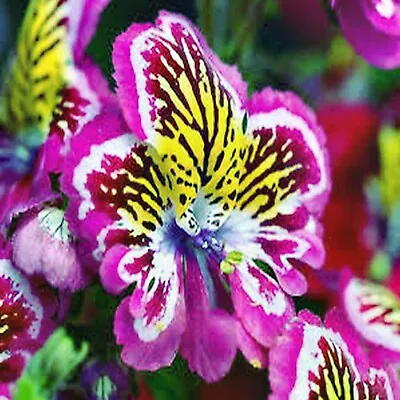 Schizanthus Angel Wings 150 Seeds Mixed Colour Orchid-like Mass Flowering • $3.99