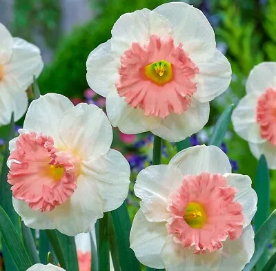(3) Large Cupped Pink Flowering Daffodil Bulbs Please Check Our Other Bulbs • $9.95