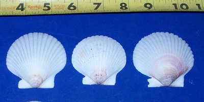 $6.95 • Buy 3  White Florida Scallop Shells Sea Shells Seashells Crafts Wedding Decor 