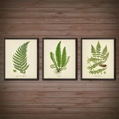 Fern Print Set Of 3  Botanical Kitchen Vintage Ferns Prints Wall Decor Set 2416 • $16.99