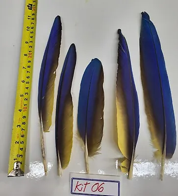 KIT #6  Lot Of 5   Macaw Blue/Gold Tail Feathers • $29.11