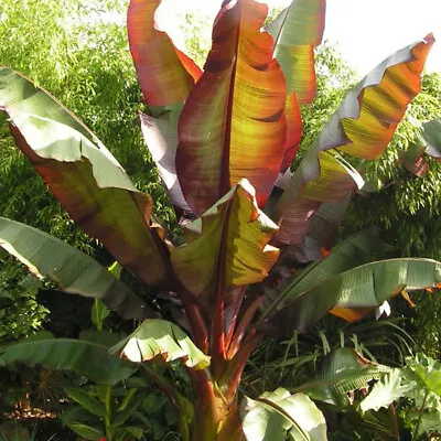 You Garden Ensete Maurelii Red Abysinnian Banana Plant 30-40cm Tall Exotic Plant • £16.99