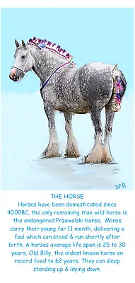 HORSE Birthday Card - SFB Illustration • £3.50