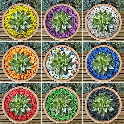 £5.99 • Buy GardenersDream Coloured Plant Pot Garden Gravel - Premium Stones For Decoration
