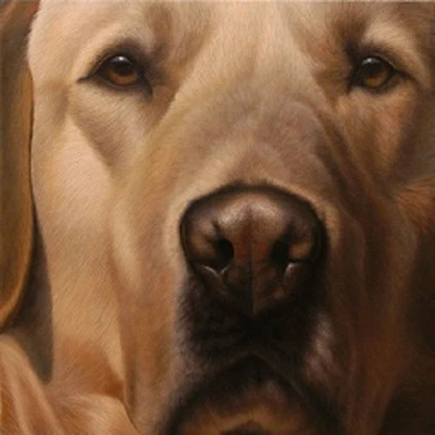 £199 • Buy Larger Than Life By Nigel Hemming Open Edition Print Yellow Labrador Dog Present