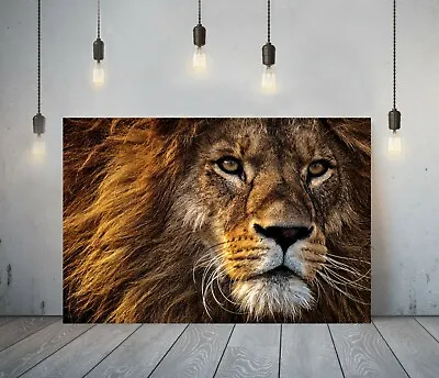 £21.24 • Buy Lion 1- Deep Framed Canvas Wall Art Picture Print- Animal Orange Brown