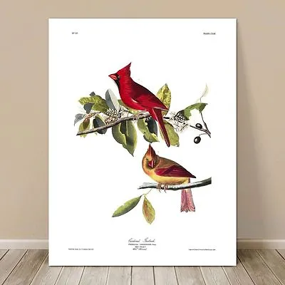 $31.58 • Buy FAMOUS BIRD ART ~ CANVAS PRINT  32x24  ~ JOHN AUDUBON ~ Cardinal