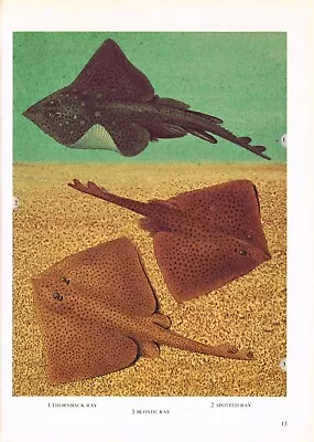 Thornback Blonde And Spotted Ray Fish Print Picture Vintage 1972 OBOV#13 • $4.34