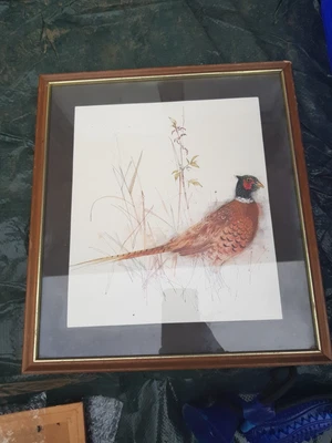£14.99 • Buy Mads Stage Framed Prints Pheasnt 