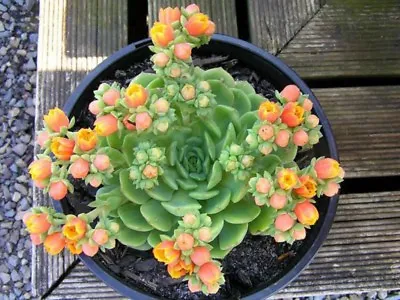 ECHEVERIA (Echeveria ‘Dondo') 20 Seeds • $3