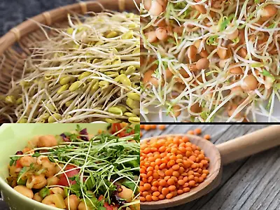 £2.79 • Buy ✅Buy 2 GET 2 Free ✅HEALTHY MIX3 ORGANIC SEEDS SPROUTING SHOOTS MICROGREENS 15g