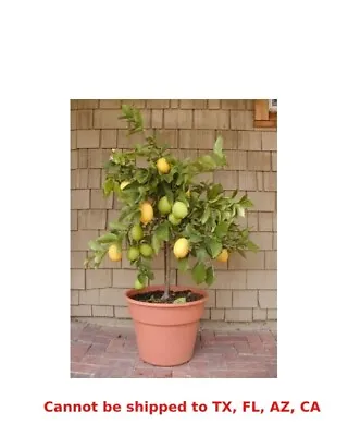 Eureka Lemon Tree In 4  Pot. Citrus Limon Allen-Newman Indoor Plant. Home Plant • $84.95