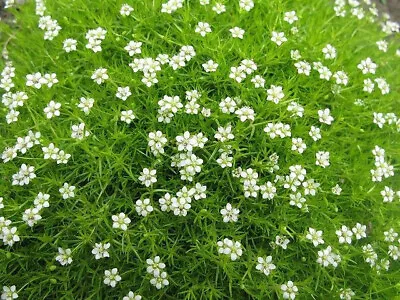 £10.95 • Buy 3x Sagina Subulata (Irish Moss) Groundc Cover Plug Plants - 24HR DISPATCH