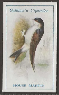 Gallaher-british Birds 1923 (by George Rankin)-#023- House Martin • £2.99