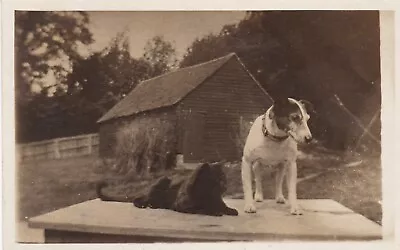 Lovely Vintage RPPC Real Photo Postcard Jack Russell Dog And Cat Pets • £2.50