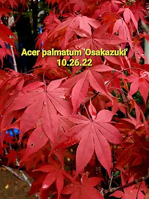 $6.50 • Buy Acer Palmatum 'Osakazuki' - 25 Seeds - Collected 10/22