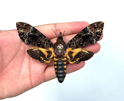 1 Real Death Head Moth Acherontia Spread Mounted Skull Moth Gothic Decor • $35