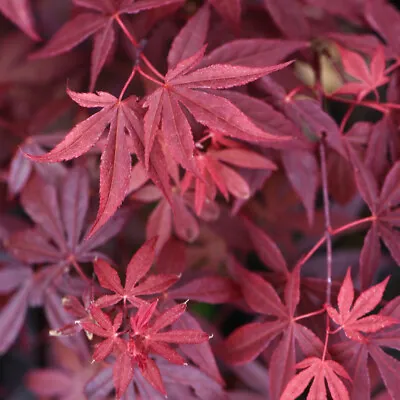 Japanese Maple Atropurpureum Acer Palmatum Tree Purple-Red 2 X 10.5cm Pot By T&M • £27.99