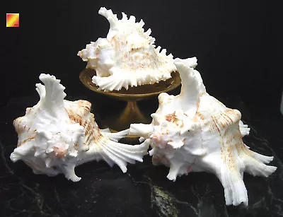 3 Pacific Murex Ramosus Shells (Ram's Murex) 3-4   Aquarium Beach Crafts Decor • $9.99