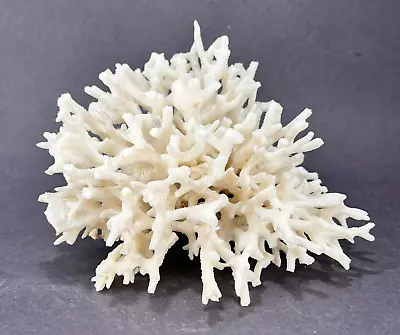 Natural White Coral Ocean Nautical Coastal Aquarium Decor 6  X 5  • $42.65