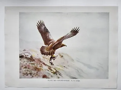 £6 • Buy Old Vintage Colour Print British Bird Golden Eagle
