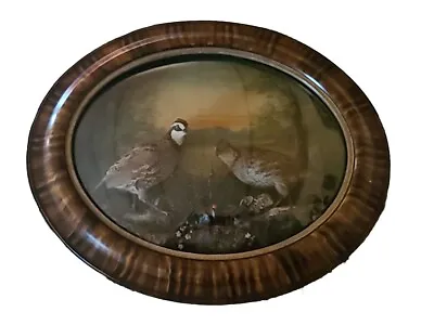 Rare Antique Bobwhite Quail Taxidermy Shadow Box Tigerwood Frame/convex Glass • $1700