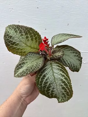 Episcia Silver Sheen - Indoor/Outdoor Plant  • $25